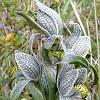 Orquidia Porcelana (Porcelain Orchid) - native